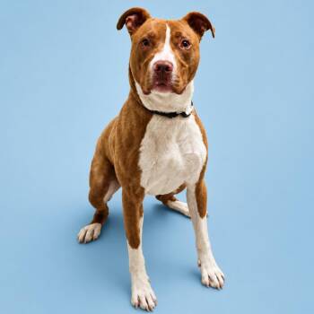 Pit Bull Terrier and Mixed Breed Dogs Available for Adoption in Concord, North Carolina - Scooby | PetCurious