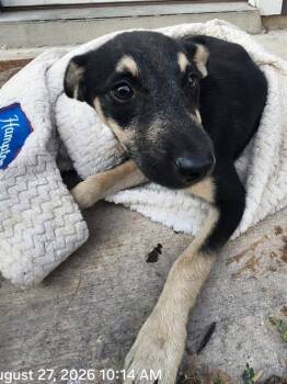 HAMPTON -  German Shepherd Dog Dog for Adoption in San Antonio, Texas - HAMPTON | PetCurious