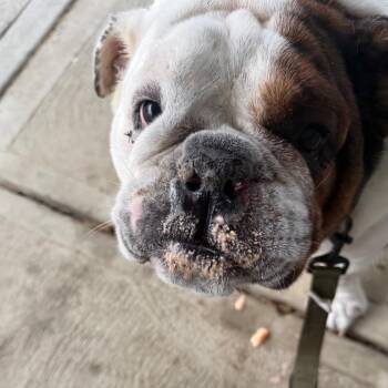 Georgie -  English Bulldog Dog for Adoption in Huber Heights, Ohio - Georgie | PetCurious