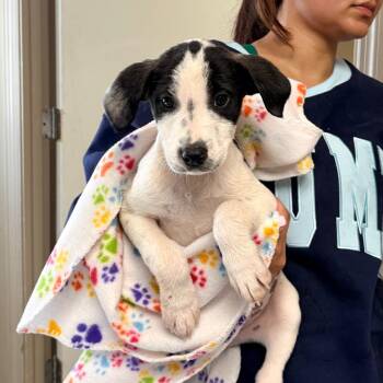 Drew -  Mixed Breed Dog for Adoption in Brentwood, Missouri - Drew | PetCurious