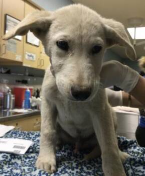 PEPPERONI -  Siberian Husky Dog for Adoption in Riverside, California - PEPPERONI | PetCurious