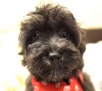 Maltipoo and Shih Poo Dogs Available for Adoption in Cupertino, California - HANSEL | PetCurious