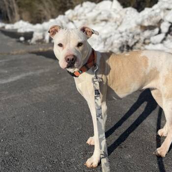 Pit Bull Terrier Dogs Available for Adoption - Princess | PetCurious
