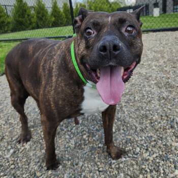 Pit Bull Terrier Dogs Available for Adoption in Fort Wayne, Indiana - Diamond | PetCurious