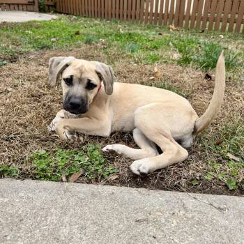 Rescue Boxer and Hound Dogs for Adoption in South Riding, Virginia - Topanga | PetCurious