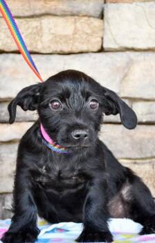 Venus -  Dachshund and Retriever Dog for Adoption in Yakima, Washington - Venus | PetCurious
