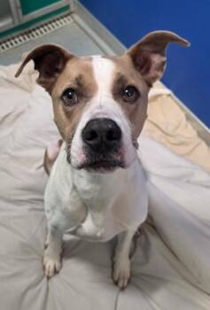 Sonny -  Pit Bull Terrier and Mixed Breed Dog for Adoption - Sonny | PetCurious