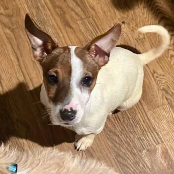 Suki -  Jack Russell Terrier Dog for Adoption in Richmond, Virginia - Suki | PetCurious