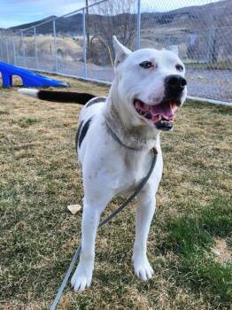 Draco -  Pit Bull Terrier and Siberian Husky Dog for Adoption in Pocatello, Idaho - Draco | PetCurious
