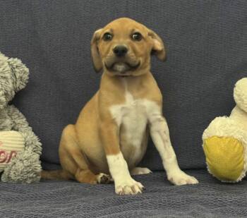 Dante -  American Staffordshire Terrier Dog for Adoption in Spring, Texas - Dante | PetCurious