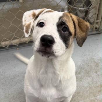 Mixed Breed Dogs Available for Adoption in Clavet, Saskatchewan - Buttons | PetCurious