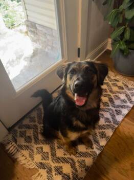 Stella -  Labrador Retriever Dog Available for Adoption in Fayetteville, Arkansas - Stella | PetCurious
