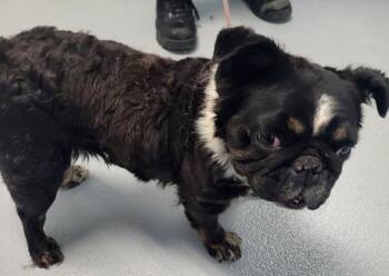 French Bulldog Dogs Available for Adoption in Lawrenceville, Georgia - Pen 199 Gertrude | PetCurious