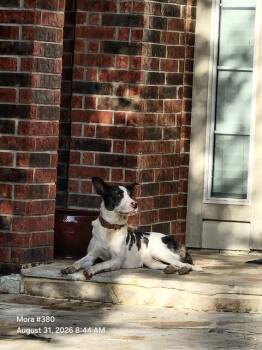 FRANCIA -  American Staffordshire Terrier Dog for Adoption in San Antonio, Texas - FRANCIA | PetCurious
