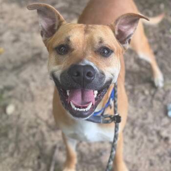 Tiny -  Mixed Breed Dog for Adoption in Asheville, North Carolina - Tiny | PetCurious