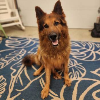 Grizzly -  German Shepherd Dog and Mixed Breed Dog for Adoption - Grizzly | PetCurious