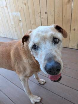 Labrador Retriever Dogs Available for Adoption in St. Augustine, Florida - Leroy | PetCurious