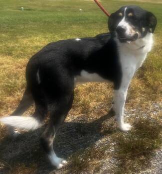 Roper -  Border Collie Dog for Adoption in Pryor, Oklahoma - Roper | PetCurious