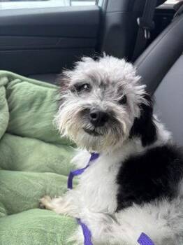 Rufus -  Poodle Dog for Adoption in Fort Wayne, Indiana - Rufus | PetCurious