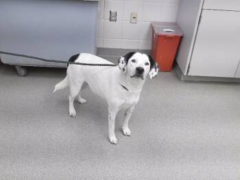DAUBER -  Labrador Retriever and Mixed Breed Dog for Adoption in Omaha, Nebraska - DAUBER | PetCurious