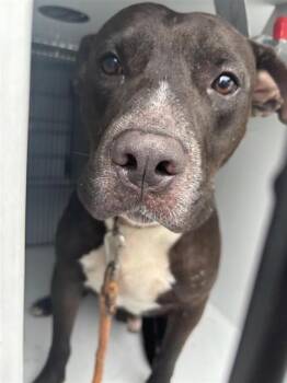 A659057 -  Pit Bull Terrier Dog for Adoption in Houston, Texas - A659057 | PetCurious