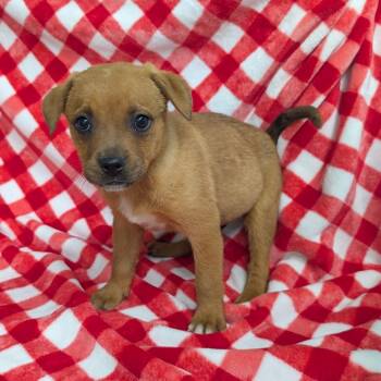 Puppy E -  Mixed Breed Dog for Adoption in Jefferson City, Tennessee - Puppy E | PetCurious