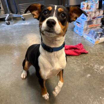 Kristie -  Hound Dog for Adoption in Wilmington, Delaware - Kristie | PetCurious