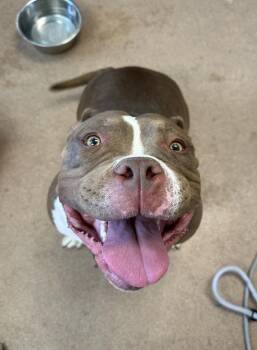 Meatball -  American Bulldog Dog for Adoption in Santa Rosa, California - Meatball | PetCurious