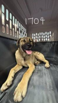 Darius -  Shepherd and Mixed Breed Dog for Adoption in Calgary, Alberta - Darius | PetCurious