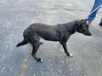 Imogen -  Border Collie and Australian Shepherd Dog for Adoption in Hillsboro, Ohio - Imogen | PetCurious