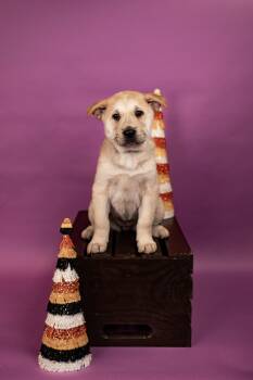838-26 -  Chow Chow Dog for Adoption in Brighton, Colorado - 838-26 | PetCurious