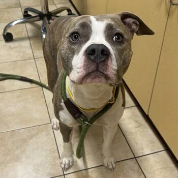 Rescue Pit Bull Terrier Dogs for Adoption in Troutdale, Oregon - Fifi | PetCurious