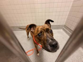 TURNIP -  Pit Bull Terrier Dog for Adoption in Tustin, California - TURNIP | PetCurious
