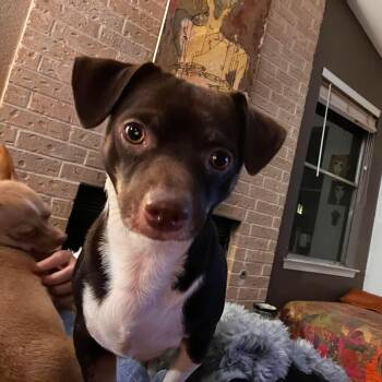 Lenny -  Chihuahua Dog for Adoption in Warren, Rhode Island - Lenny | PetCurious