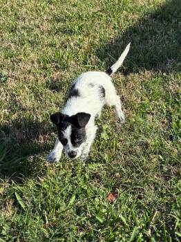 Chihuahua Dogs Available for Adoption - Bailey  | PetCurious