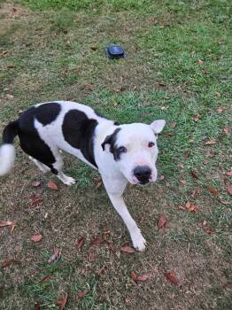 Rescue Mixed Breed Dogs for Adoption in Fennville, Michigan - Hank | PetCurious