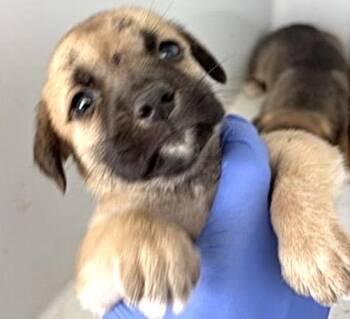 A659238 -  Black Mouth Cur Dog for Adoption in Houston, Texas - A659238 | PetCurious