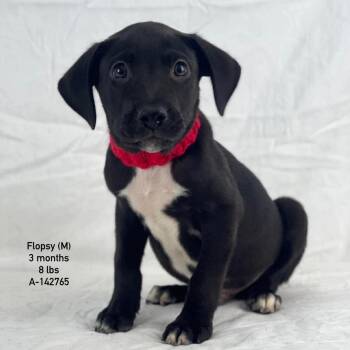 Flopsy - Local August 28-30 -  Black Labrador Retriever Dog for Adoption in Brookshire, Texas - Flopsy - Local August 28-30 | PetCurious