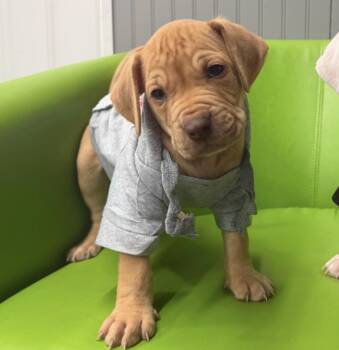 Tapioca -  Pit Bull Terrier Dog for Adoption in Naperville, Illinois - Tapioca | PetCurious