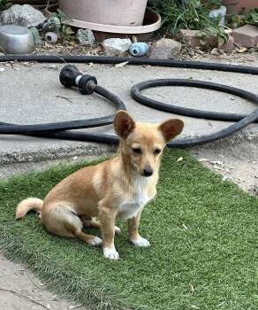 Chihuahua Dogs Available for Adoption in San Jose, California - Pine | PetCurious