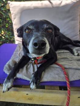 FLOWER -  Terrier Dog for Adoption in Woodland, California - FLOWER | PetCurious