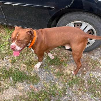 Wyatt -  Pit Bull Terrier Dog for Adoption in Philadelphia, Pennsylvania - Wyatt | PetCurious
