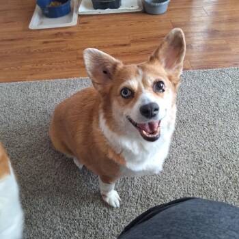 Cardigan Welsh Corgi Dogs Available for Adoption - Katie | PetCurious