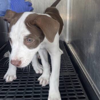 Salmon -  Mixed Breed Dog for Adoption in Springboro, Ohio - Salmon | PetCurious