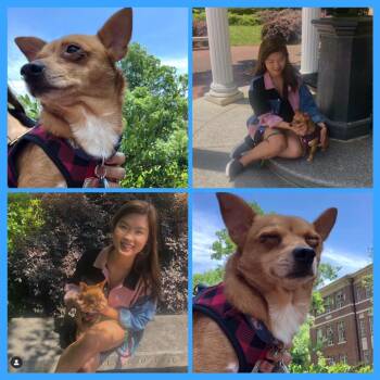 Rescue Chihuahua Dogs for Adoption in Raleigh, North Carolina - Miko | PetCurious