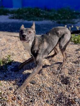 Rescue Mixed Breed Dogs for Adoption in New Orleans, Louisiana - Arcade | PetCurious