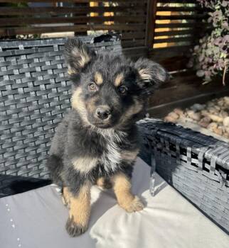 Australian Cattle Dog Blue Heeler and Shepherd Dogs Available for Adoption in Lafayette, Colorado - Blaze | PetCurious