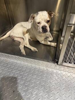 Mixed Breed Dogs Available for Adoption in Dallas, Texas - MIAH | PetCurious
