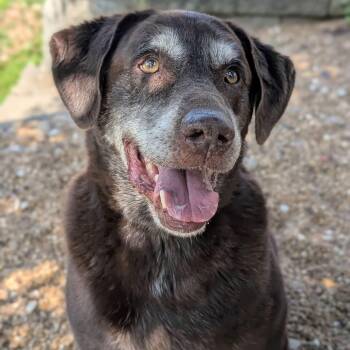 Prince -  Labrador Retriever Dog for Adoption - Prince | PetCurious