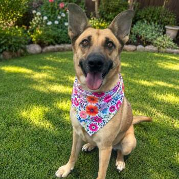 LILY GS -  German Shepherd Dog Dog for Adoption in Lucas, Texas - LILY GS | PetCurious
